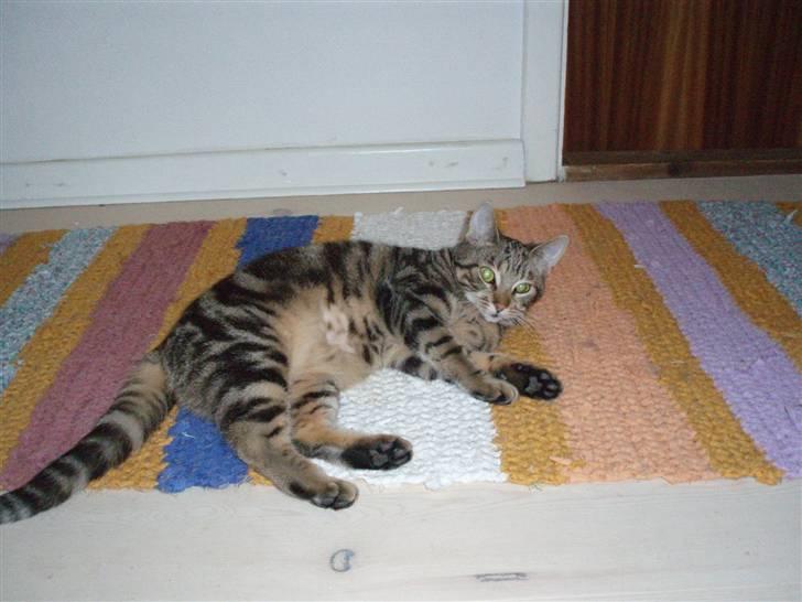 Huskat Frøns - Jeg ligger lige her og ser dejlig ud.. billede 6