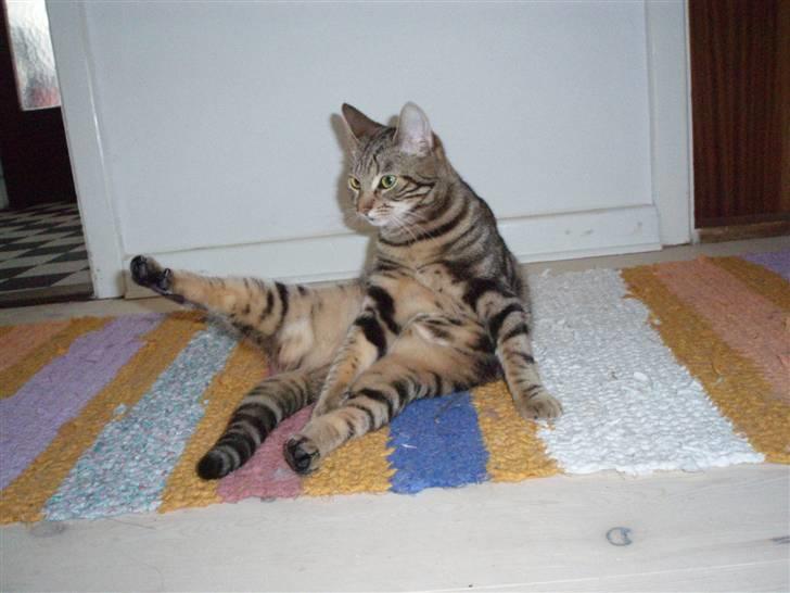 Huskat Frøns - Atlet er jeg også... :D billede 7