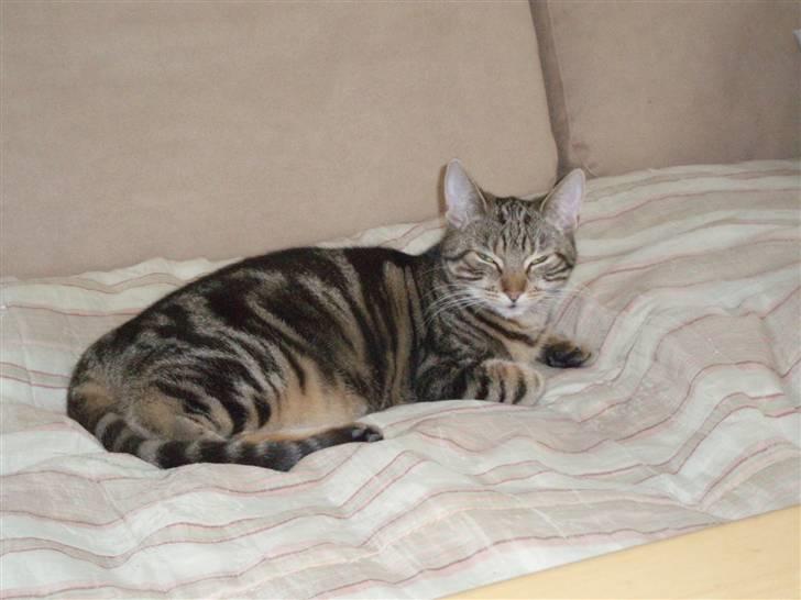 Huskat Frøns - Så hygger vi i sofaen og det er bare dejligt. billede 8