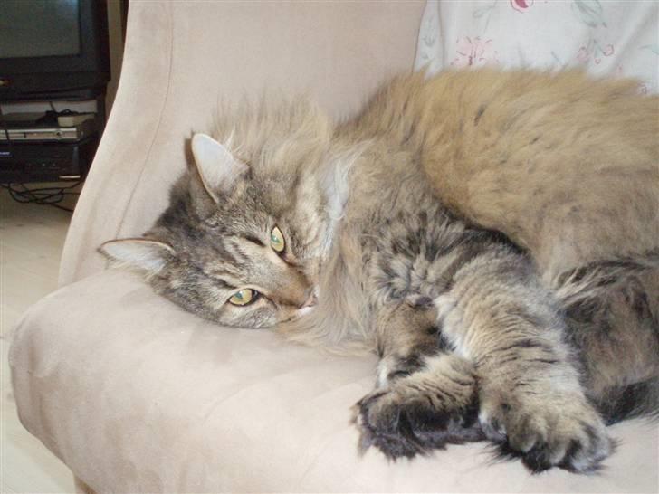 Maine Coon Findus - Uhh Dussens ynglingsbeskæftigelse... Og hans bedste stol.. :D billede 9