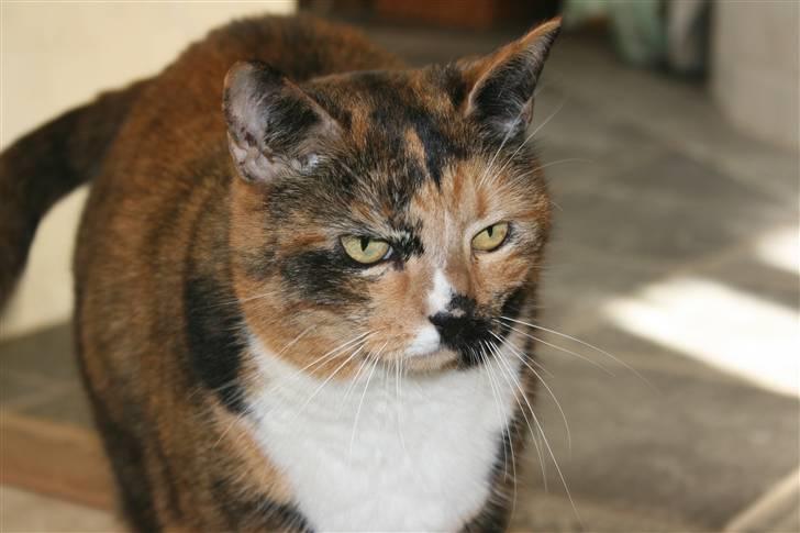 Huskat Sille(Tykkemis) - sillemissen (; billede 9