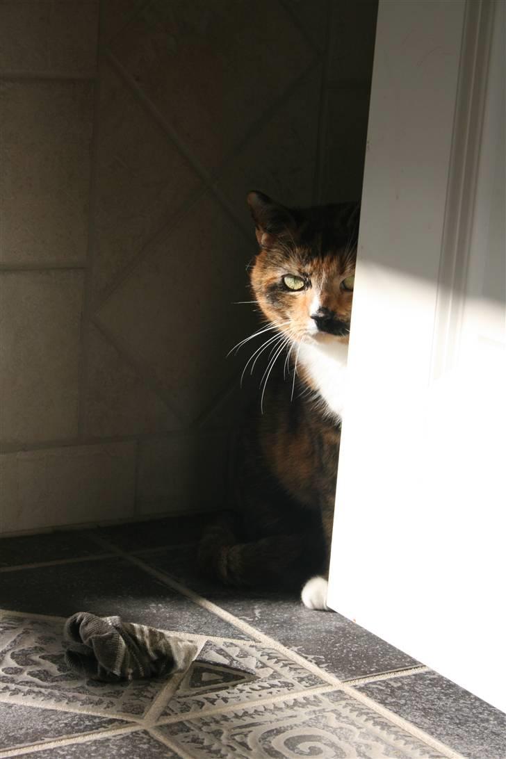 Huskat Sille(Tykkemis) - Jeg gemmer mig bag døren (:  billede 10