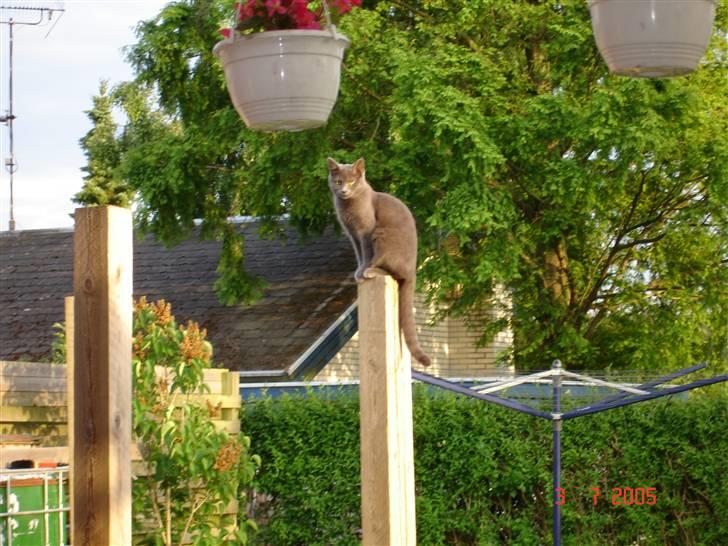 Huskat Misha R.I.P - Dejlig udsigt til fulge jagt.. billede 10