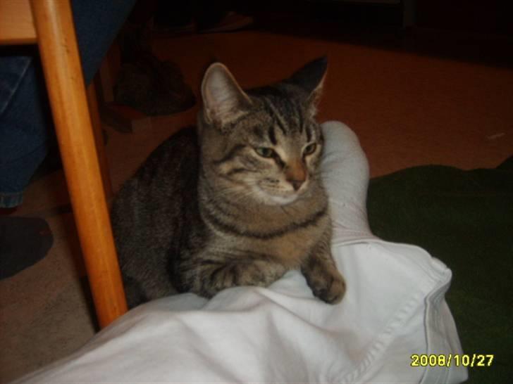 Huskat Stor mis (RIP) - Velkomme til stor mis profil billede 1 billede 1