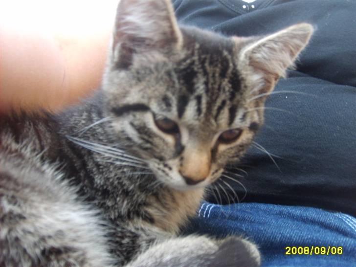 Huskat Stor mis (RIP) - Billede 2 af stor mis her er jeg som lille  billede 2