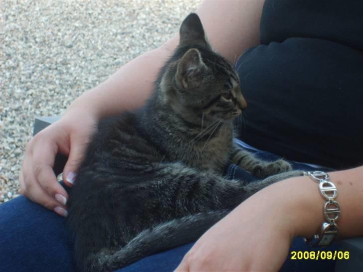 Huskat Stor mis (RIP) - Billede 3 stor mis billede 3