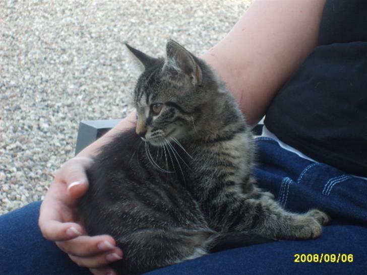 Huskat Stor mis (RIP) - Billede 5 af stor mis  billede 5