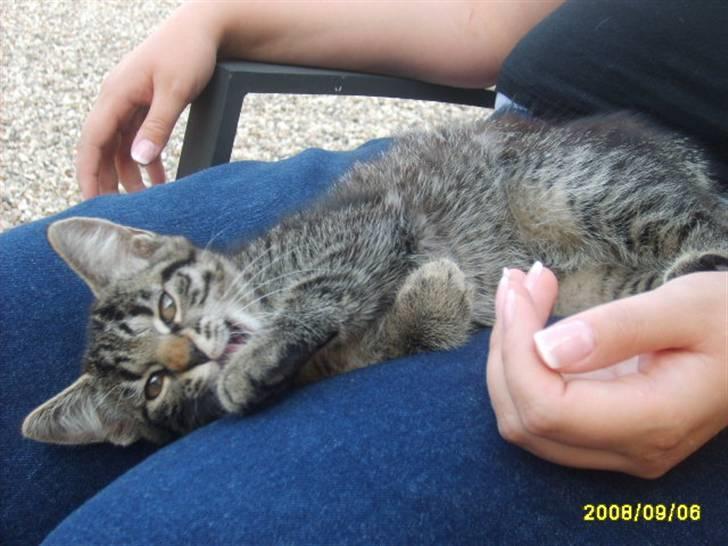 Huskat Stor mis (RIP) - billede 6 af stor mis  billede 6