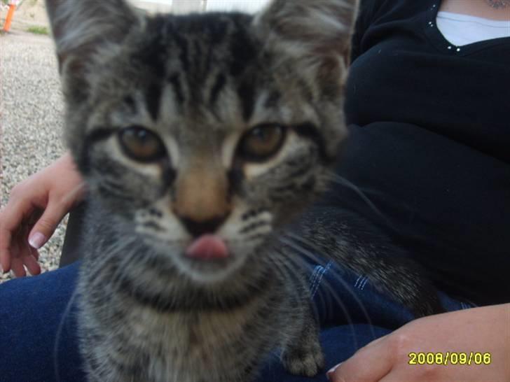 Huskat Stor mis (RIP) - billede 7 af stor hvad er det  billede 7