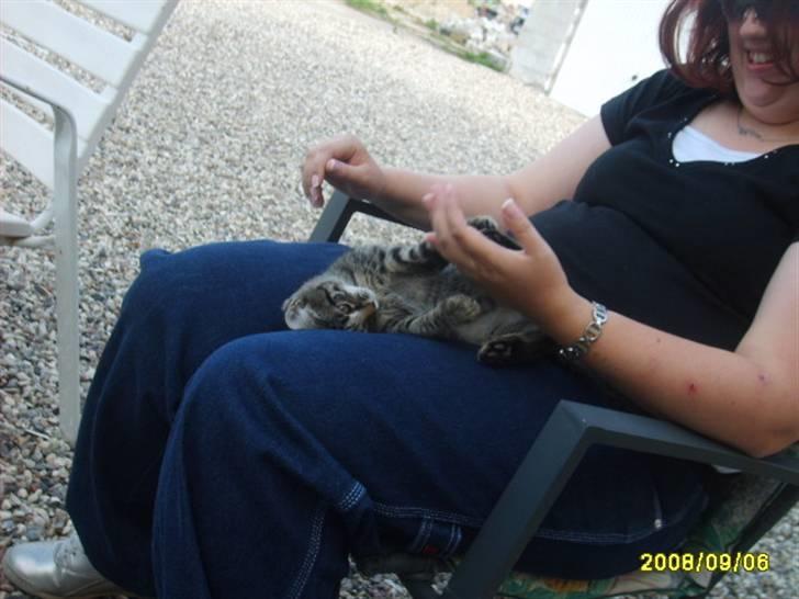 Huskat Stor mis (RIP) - billede 8 af stor mis leje  billede 8