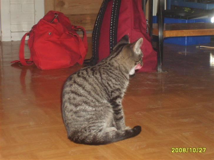 Huskat Stor mis (RIP) - billede 9 af stor mis har lige fået noget af spis  billede 9