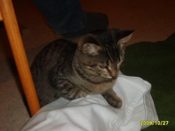 Huskat Stor mis (RIP) - billede 10 af stor mis  billede 10