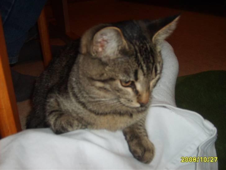 Huskat Stor mis (RIP) - billede 11 af stor mis billede 11