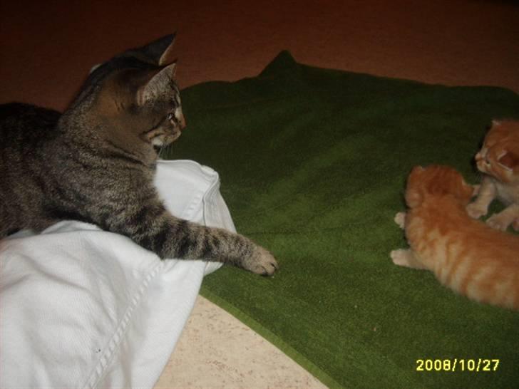 Huskat Stor mis (RIP) - Billede 12 af stor mis kigger på hendes lille søster billede 12