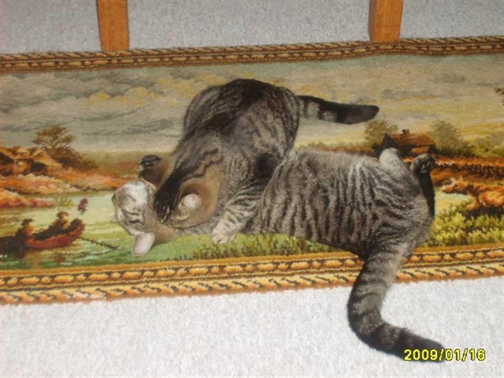 Huskat Stor mis (RIP) - billede 13 af stor mis, har vaske min søster mig..  billede 13