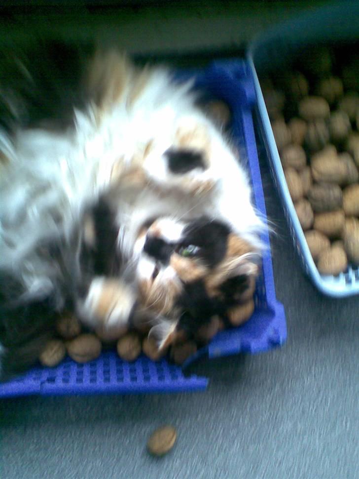 Norsk Skovkat - Mikkel - Velkommen, dette er min smukke kat - Mikkel! <3 billede 1