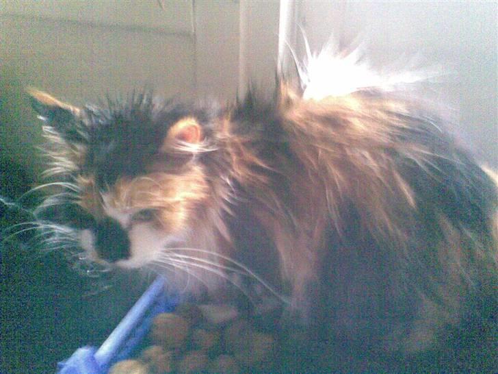 Norsk Skovkat - Mikkel - Årrrh! som en bange våd missetat XD billede 2