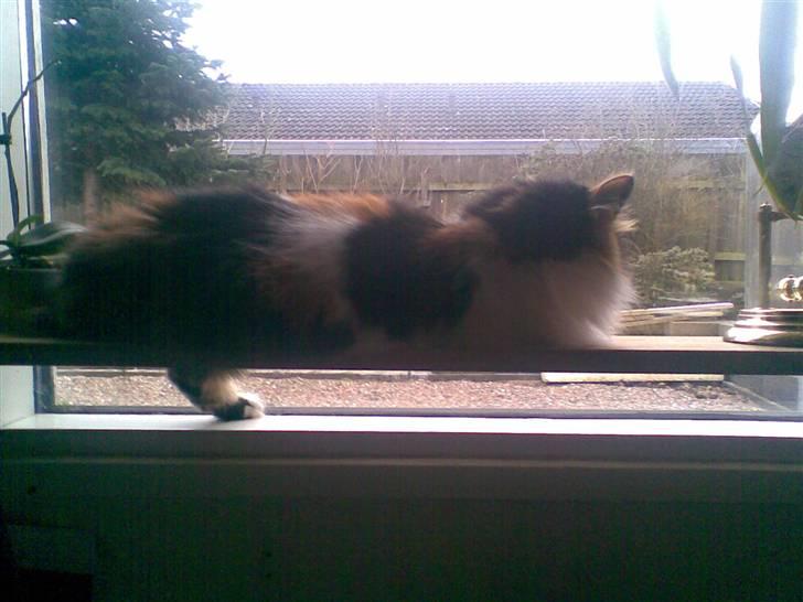 Norsk Skovkat - Mikkel - Tjek hendes ben :p billede 3