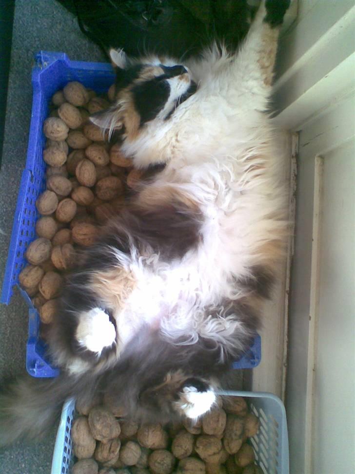 Norsk Skovkat - Mikkel - Nøddekasse mis.. billede 4