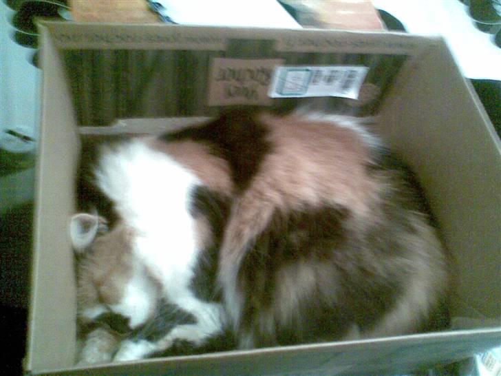 Norsk Skovkat - Mikkel - Kasse mis.. når hun er i en kasse, er det heeelt normalt :O billede 5
