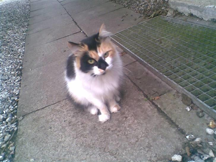 Norsk Skovkat - Mikkel - Du ser lidt gnaven ud :P billede 6