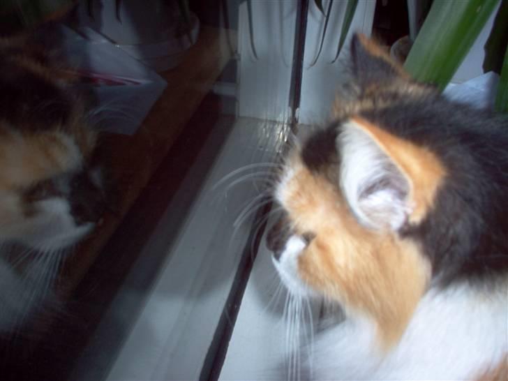 Norsk Skovkat - Mikkel - Mikkel siger: Sikke en smuk kat der er i vinduet! billede 7