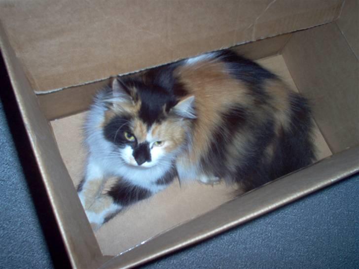 Norsk Skovkat - Mikkel - I en kasse self.. :P billede 8