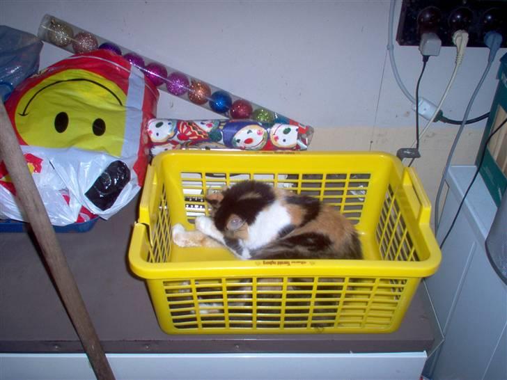 Norsk Skovkat - Mikkel - I VASKETØJSkurven XP billede 9