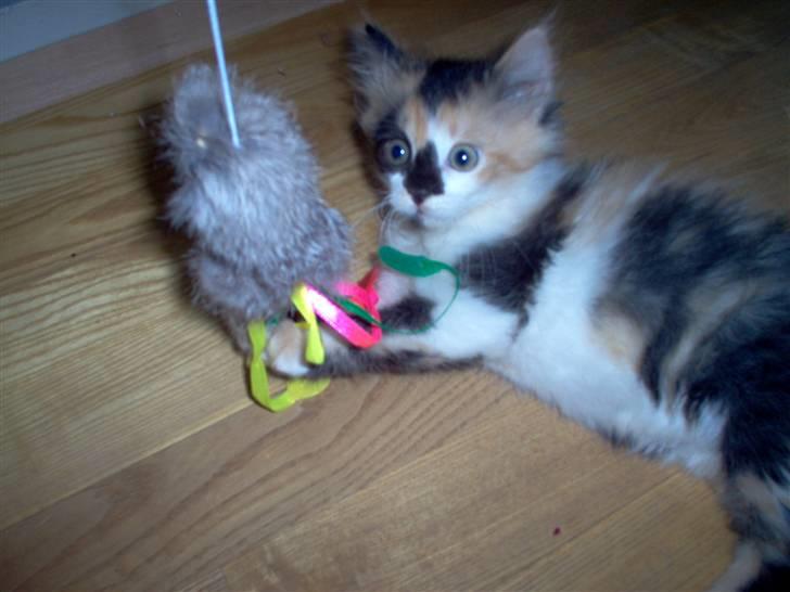 Norsk Skovkat - Mikkel - Mikkel som en bette mis :D <33 billede 10