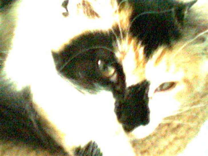 Norsk Skovkat - Mikkel - Halv gammel billed, men hun ser så smuk ud :) <3 billede 11