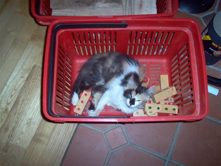 Norsk Skovkat - Mikkel - I en kasse, igen :D <3 billede 12