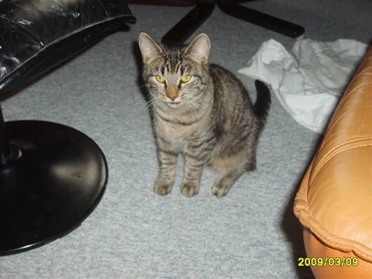 Huskat Stor mis (RIP) - Billede 14 af stor mis billede 14