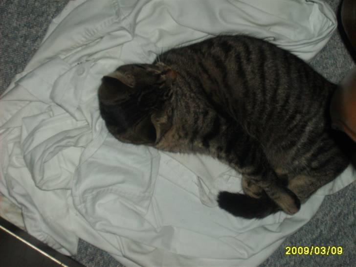 Huskat Stor mis (RIP) - Billede 15 af stor mis sove billede 15