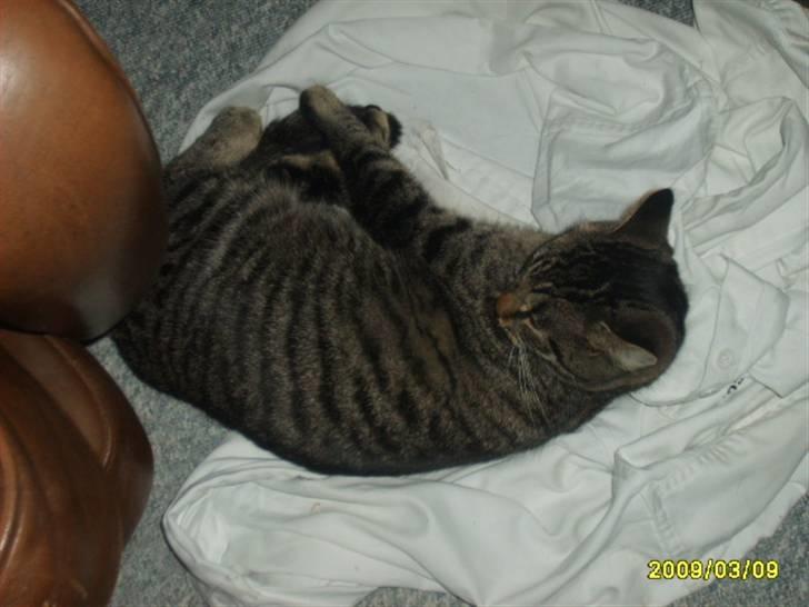 Huskat Stor mis (RIP) - Billede 16 af stor mis billede 16