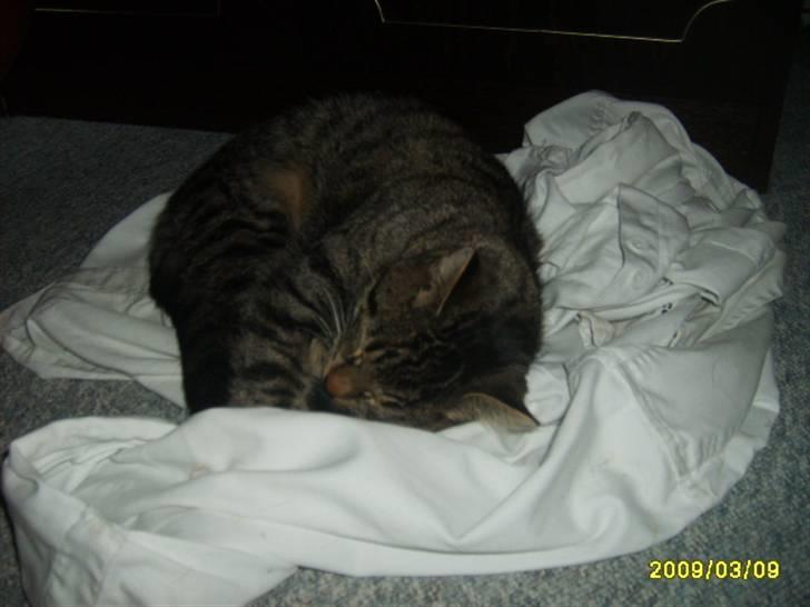 Huskat Stor mis (RIP) - Billede 17 af stor mis jeg sove billede 17