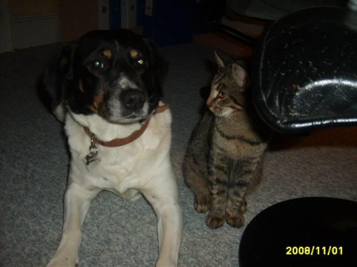 Huskat Stor mis (RIP) - Billede 18 af stor mis og min ven, men tak for besøg  billede 18