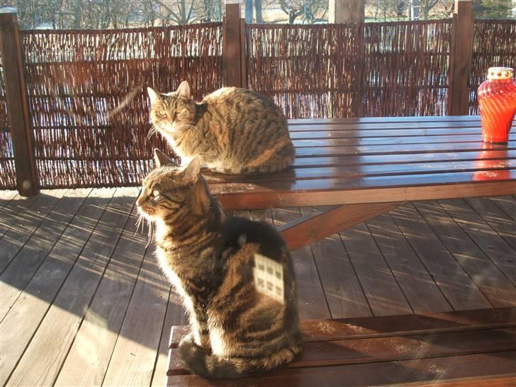 Huskat Buster  - sider sammen med tulle og nyder vejrt :P<3 billede 6