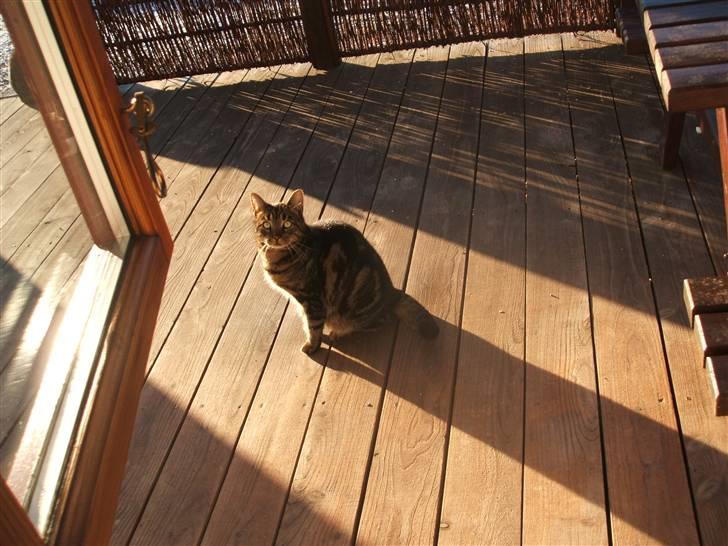 Huskat Buster  - thi buster :P billede 7