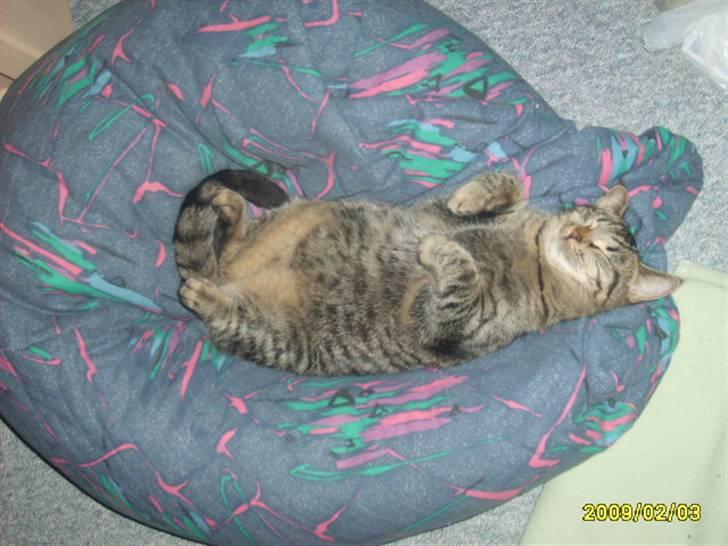 Huskat Losi (R.I.P) - Velkomme til losi profil billede 1 billede 1