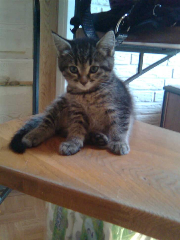 Huskat Losi (R.I.P) - Billede 2 af losi her er jeg som lille  billede 2