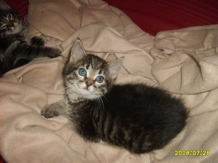 Huskat Losi (R.I.P) - Billede 3 af losi som lille  billede 3