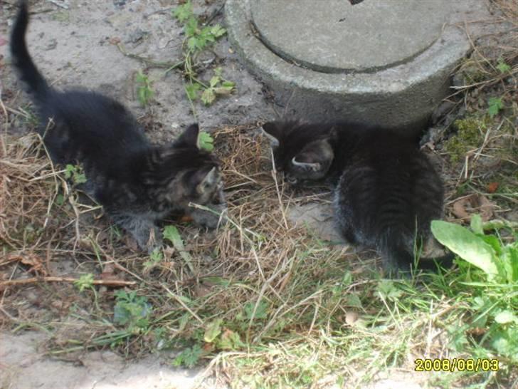 Huskat Losi (R.I.P) - Billede 4 af losi med sin søster  billede 4