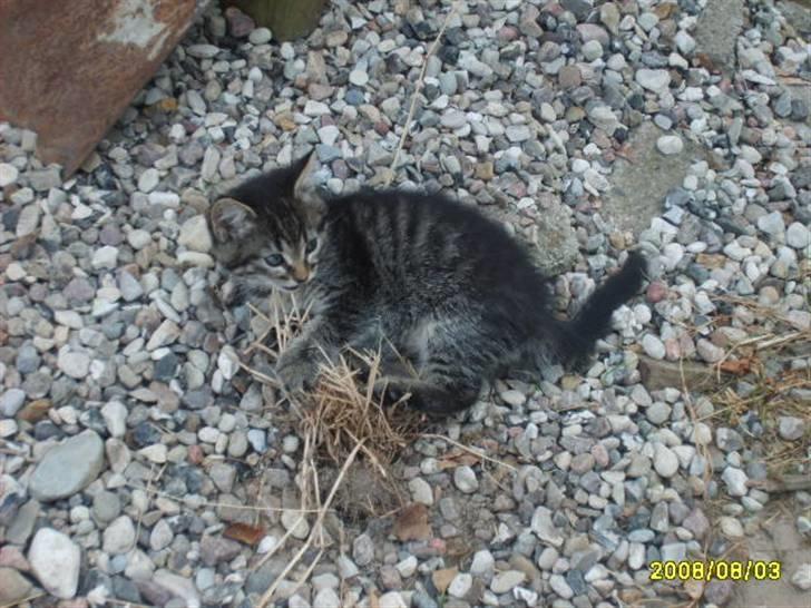 Huskat Losi (R.I.P) - billede af 5 losi udenfor  billede 5