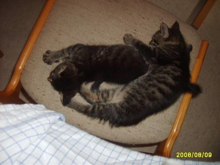 Huskat Losi (R.I.P) - Billede 6 af losi sove sammen med sin søster billede 6