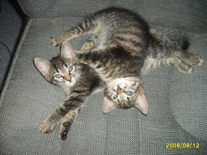 Huskat Losi (R.I.P) - Billede 7 af losi med sin søster billede 7