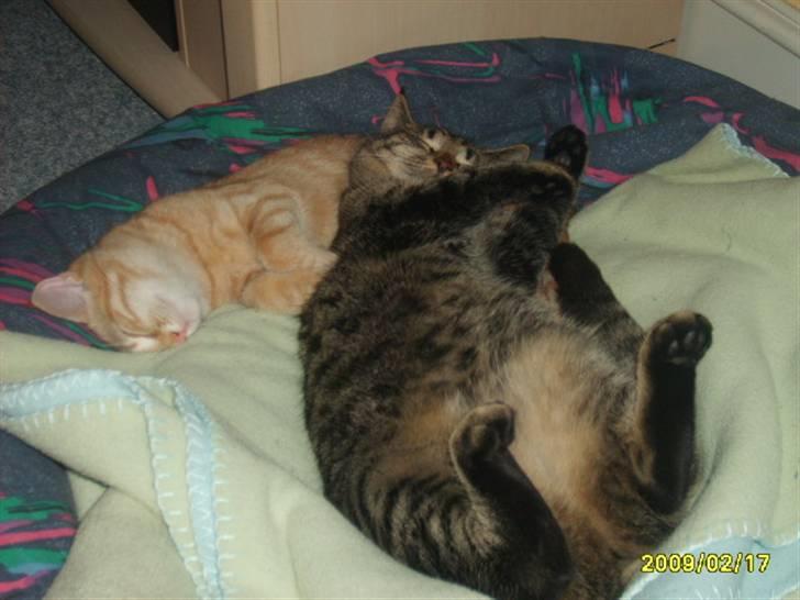 Huskat Losi (R.I.P) - Billede 8 af losi  billede 8