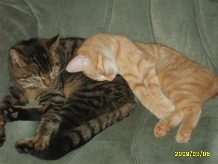 Huskat Losi (R.I.P) - Billede 9 af losi sammen med sin lille søster  billede 9