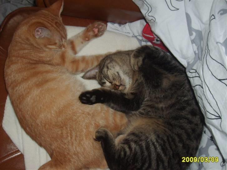 Huskat Losi (R.I.P) - Billede 10 af losi sove med sin søster  billede 10