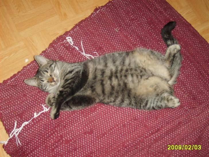 Huskat Losi (R.I.P) - Billede 11 af losi sove billede 11