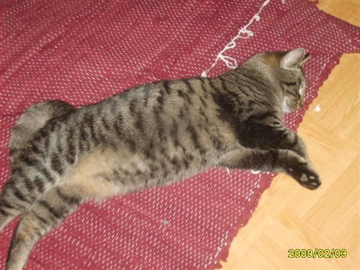 Huskat Losi (R.I.P) - Billede 12 af losi sove igen  billede 12